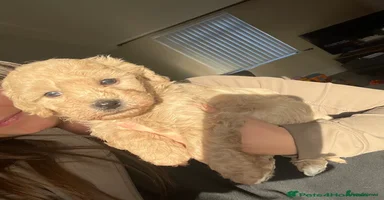 Mixed Breed dogs - Advert 6