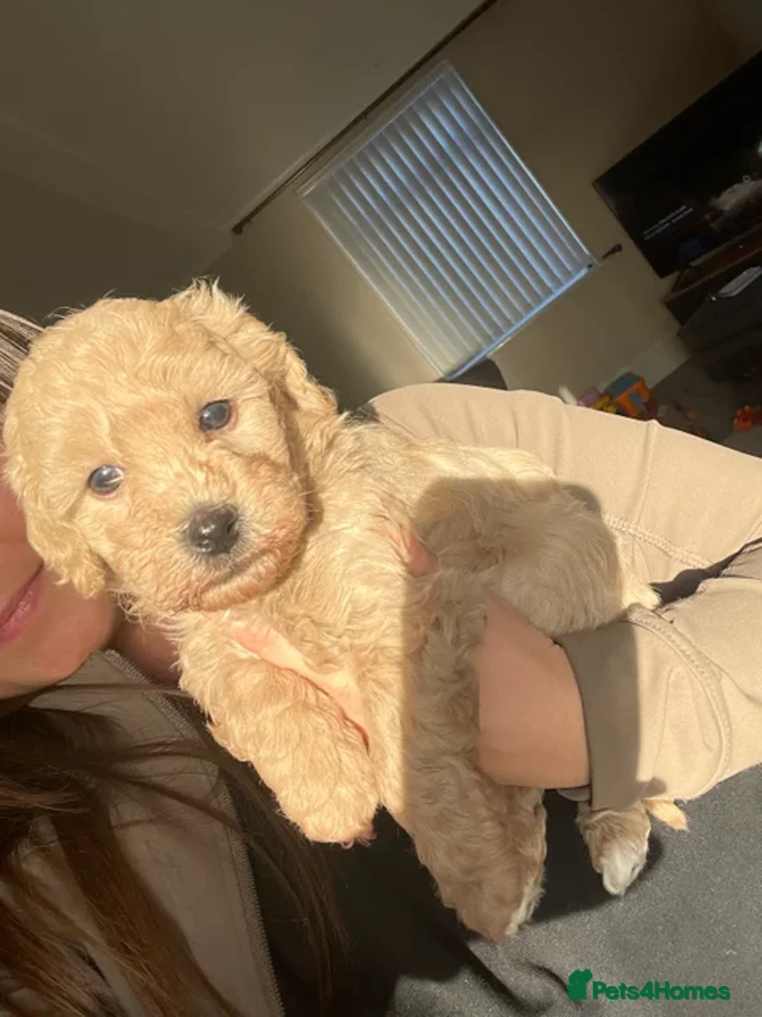 Mixed Breed dogs for sale: Cockapoo/poochon - Image 1