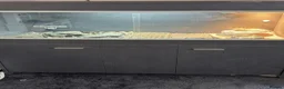 Bearded Dragon reptiles for sale: Young very tame bearded dragon - Advert 3