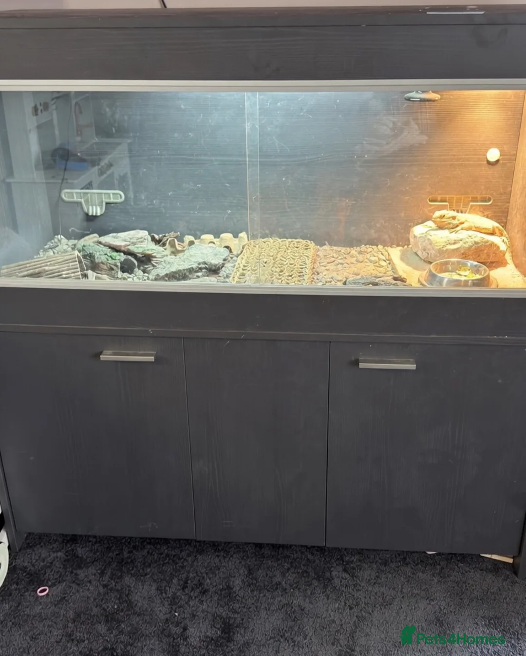 Bearded Dragon reptiles for sale: Young very tame bearded dragon - Advert 3