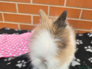 Lionhead rabbits Double Maned Lionhead - Advert 4