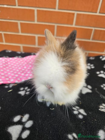 Lionhead rabbits - Advert 1