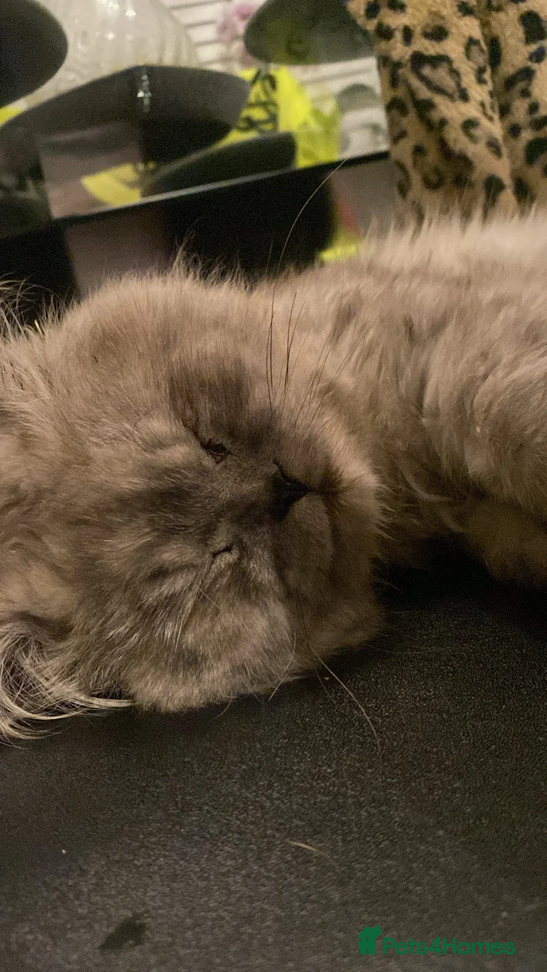 Persian cats for sale: Theodore Persian boy  in Gloucester - Advert 2