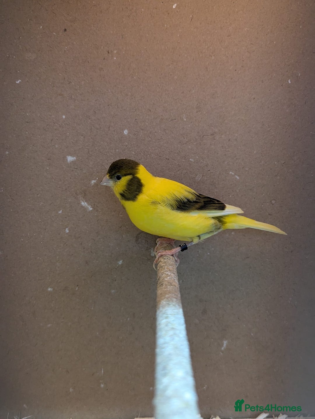 Canaries birds for sale: Fife canarys  - Advert 3