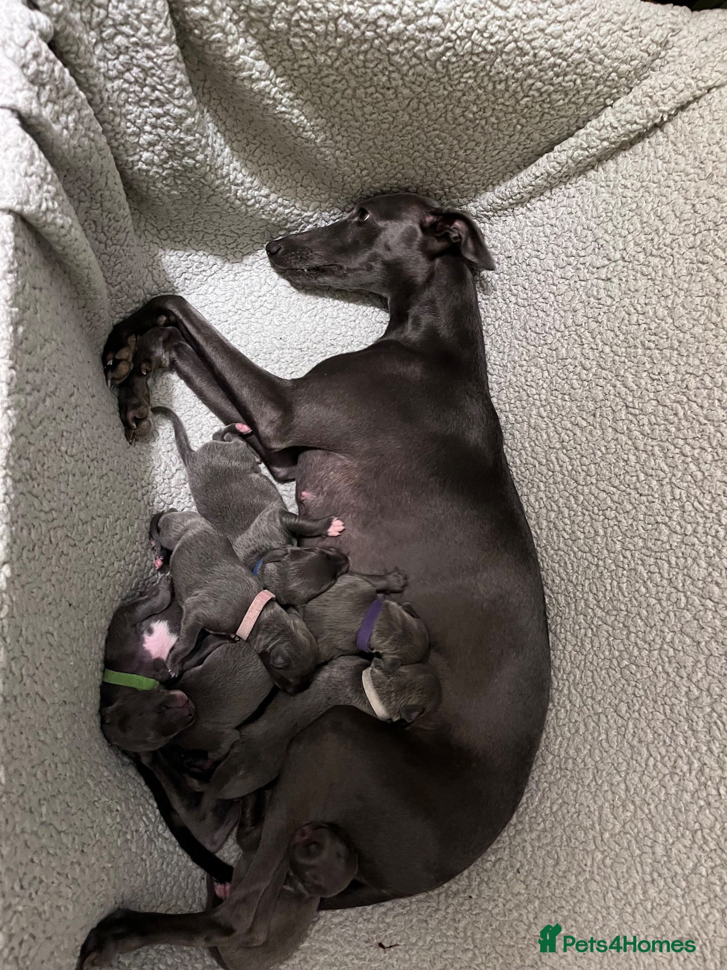 Whippet dogs KC Reg blue whippet puppies - Advert 1