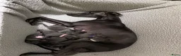Whippet dogs for sale: KC Reg blue whippet puppies in Ledbury - Advert 1