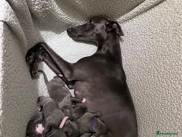 Whippet dogs for sale: KC Reg blue whippet puppies - Advert 1