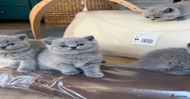 British Shorthair cats - Advert 4