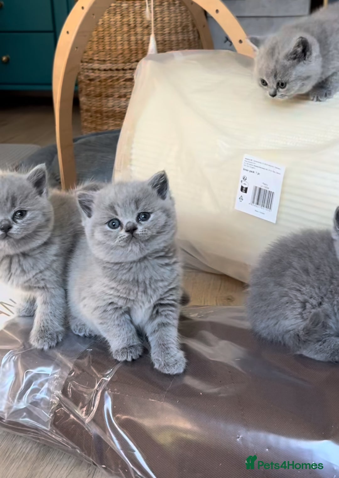 British Shorthair cats for sale: British shorthair kittens London(1 girl only) - Image 2