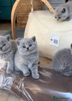 British Shorthair cats - Advert 15