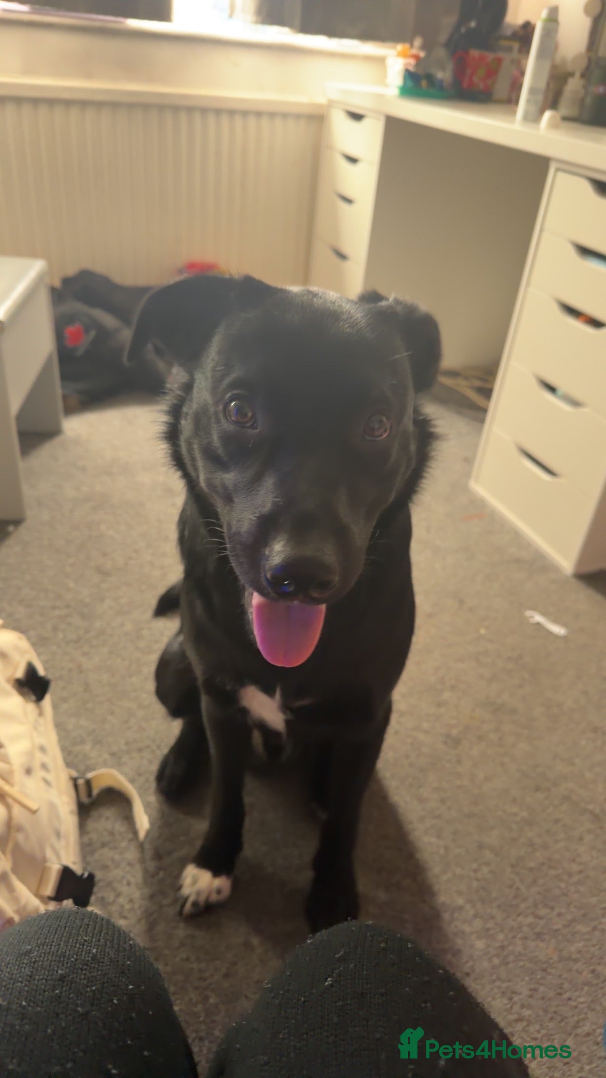 Borador dogs Borador - Advert 4