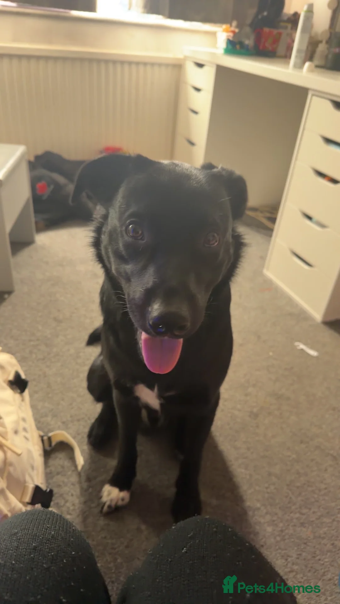 Borador dogs for adoption: Borador - Advert 1