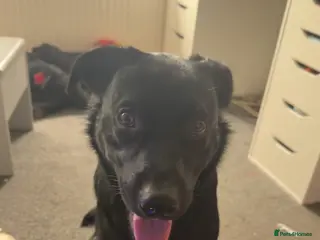 Borador dogs Borador - Advert 1