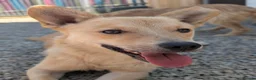 Mixed Breed dogs for adoption: Hamish - In Ayr Looking for a Home  - Advert 5