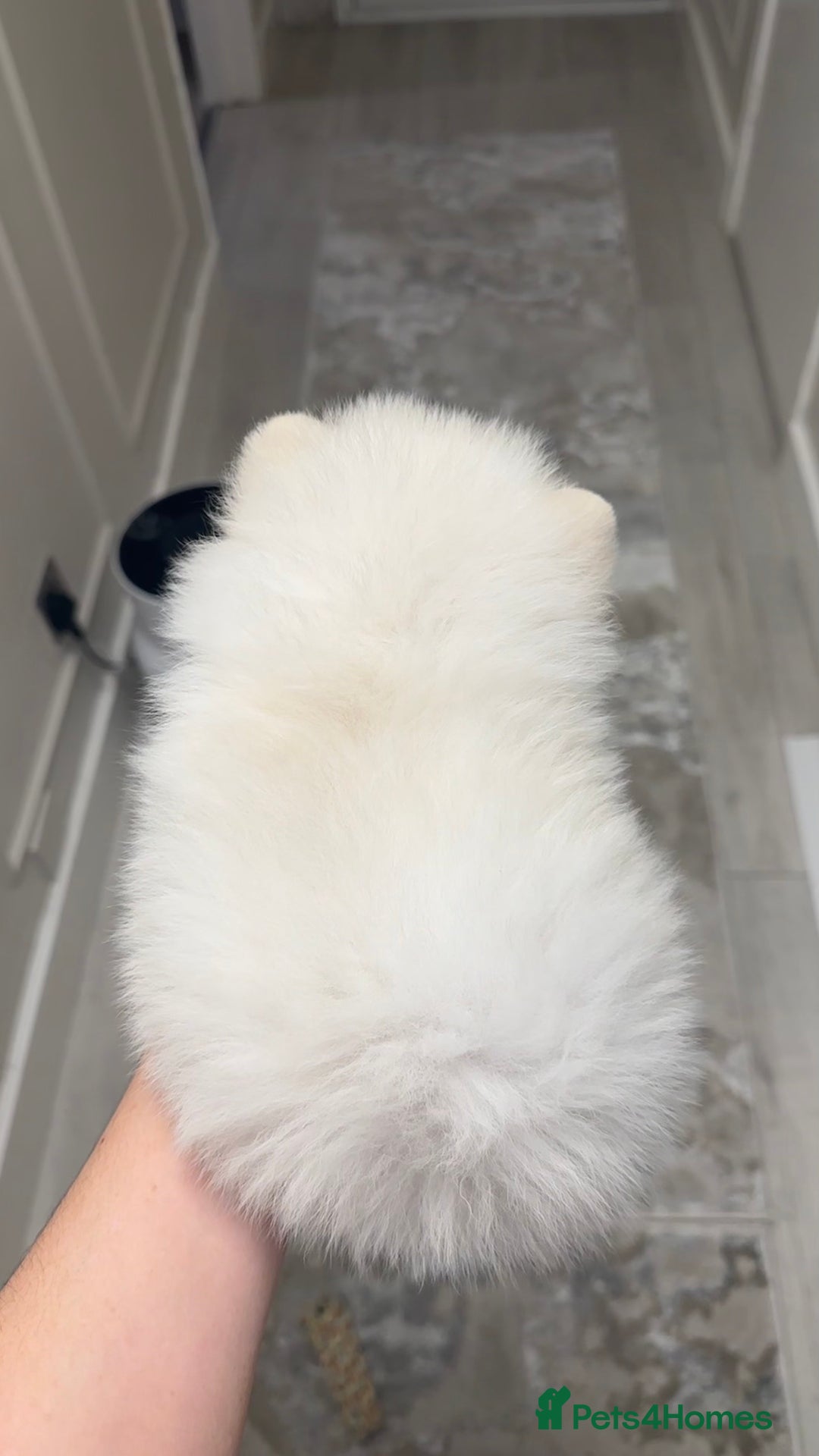 Pomeranian dogs for sale: Champion blood line teddy bear Pomeranian pups  - Advert 3