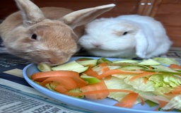 Angora rabbits for sale: Bonded Pair of Rabbits Looking for Forever Home - Image 2
