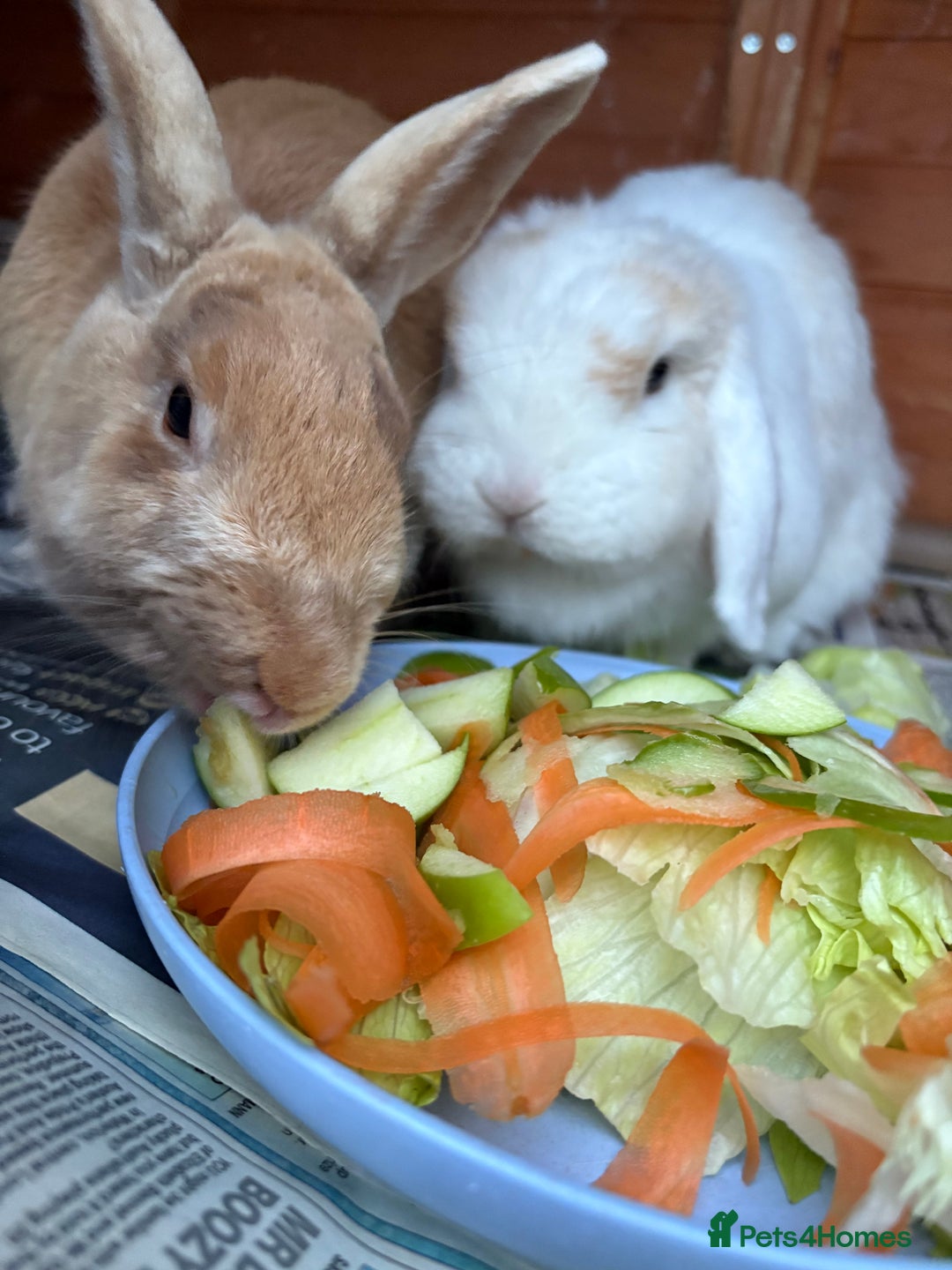 Angora rabbits for sale: Bonded Pair of Rabbits Looking for Forever Home - Image 2