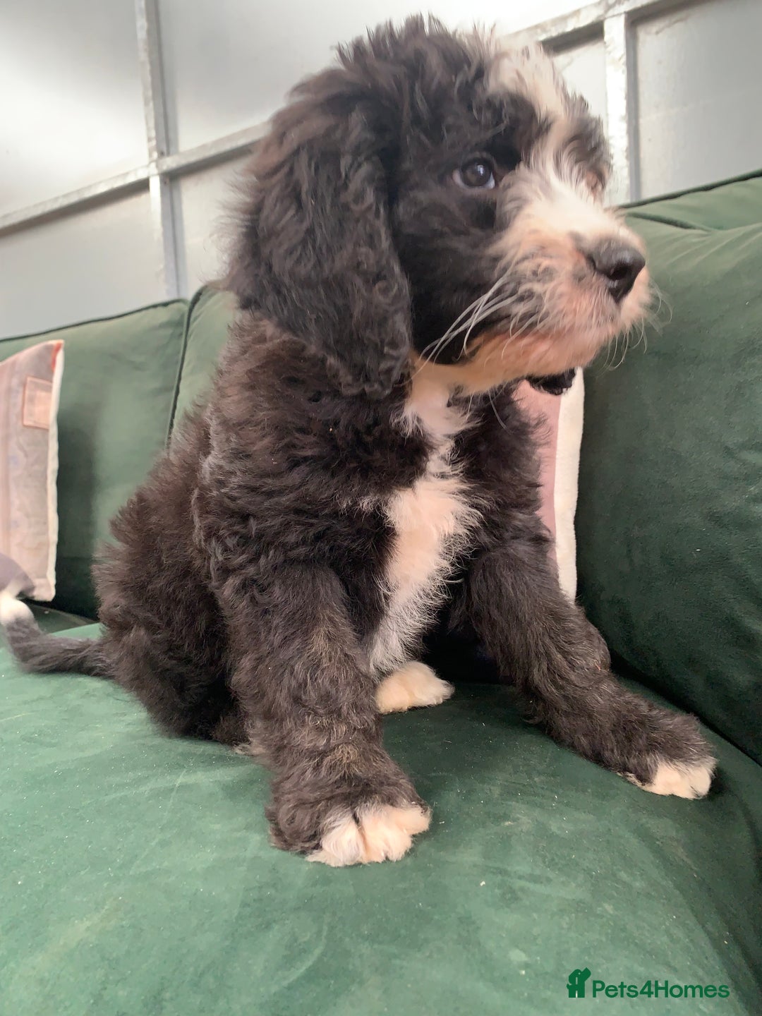 Bernedoodle dogs for sale: Standard Bernedoodle Girls Available  - Image 19