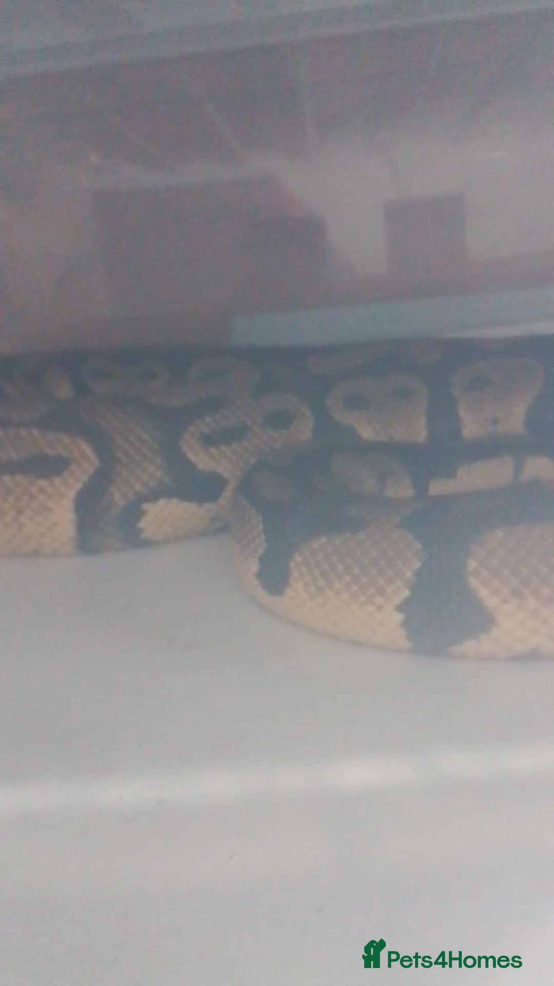 Python Snake reptiles for sale: Ball pythons for sale  - Advert 14