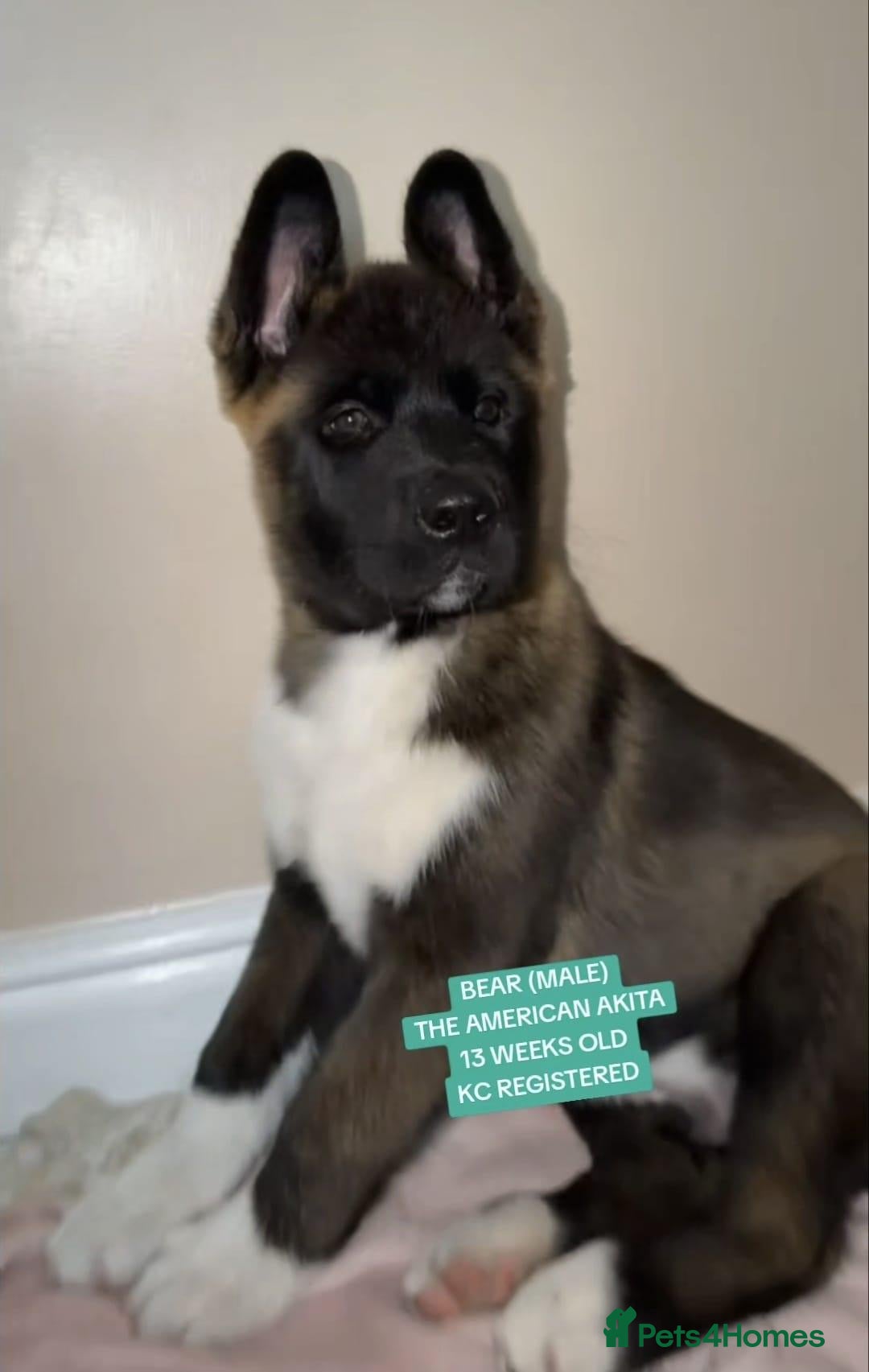 Akita dogs KC REGISTERED AMERICAN AKITA MALE BLACK MASK PUPPY - Advert 5