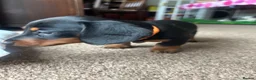 Miniature Dachshund dogs for sale: 🐾 MINIATURE DACHSHUND PUPPIES SHORT HAIRED - Advert 6