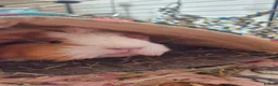 Guinea Pig rodents for sale: 2 free female guinea pigs and free indoor cage in Wigan - Advert 1