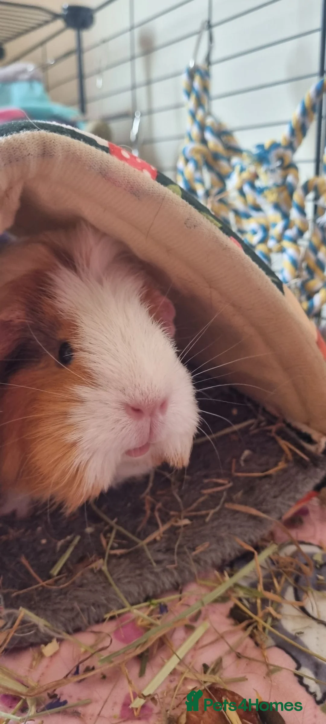 Guinea Pig rodents for sale: 2 free female guinea pigs and free indoor cage in Wigan - Advert 1