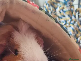 Guinea Pig rodents 2 free female guinea pigs and free indoor cage - Advert 12