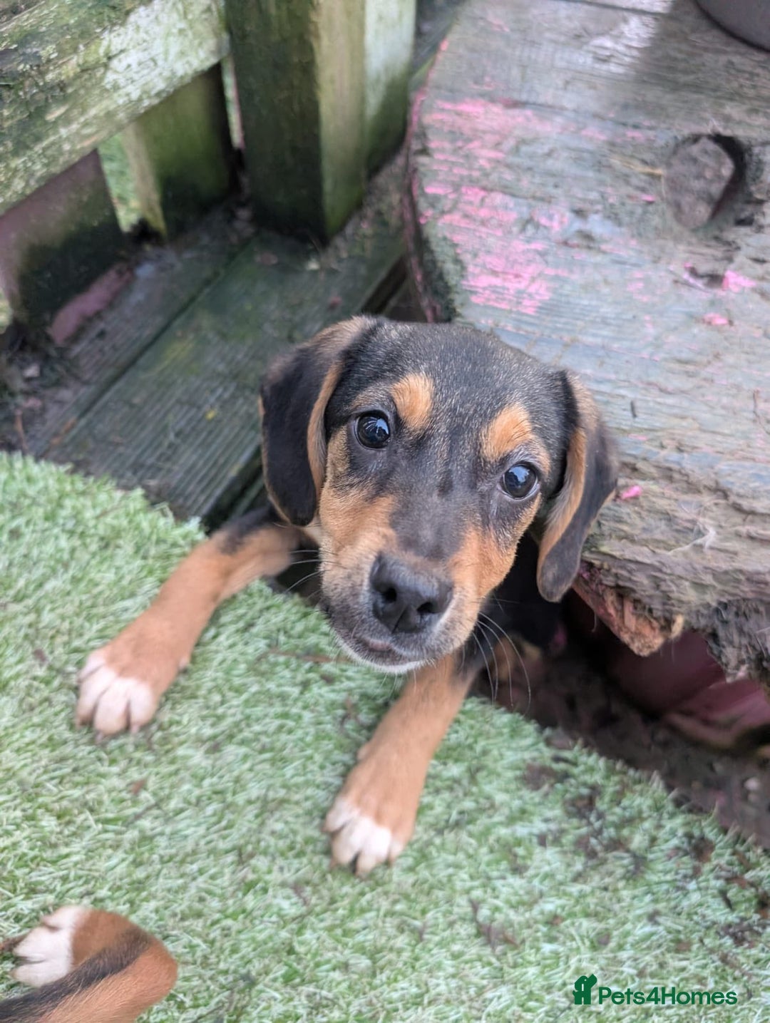 Mixed Breed dogs for adoption: Ivy - In Ayr Looking for a home  - Advert 7