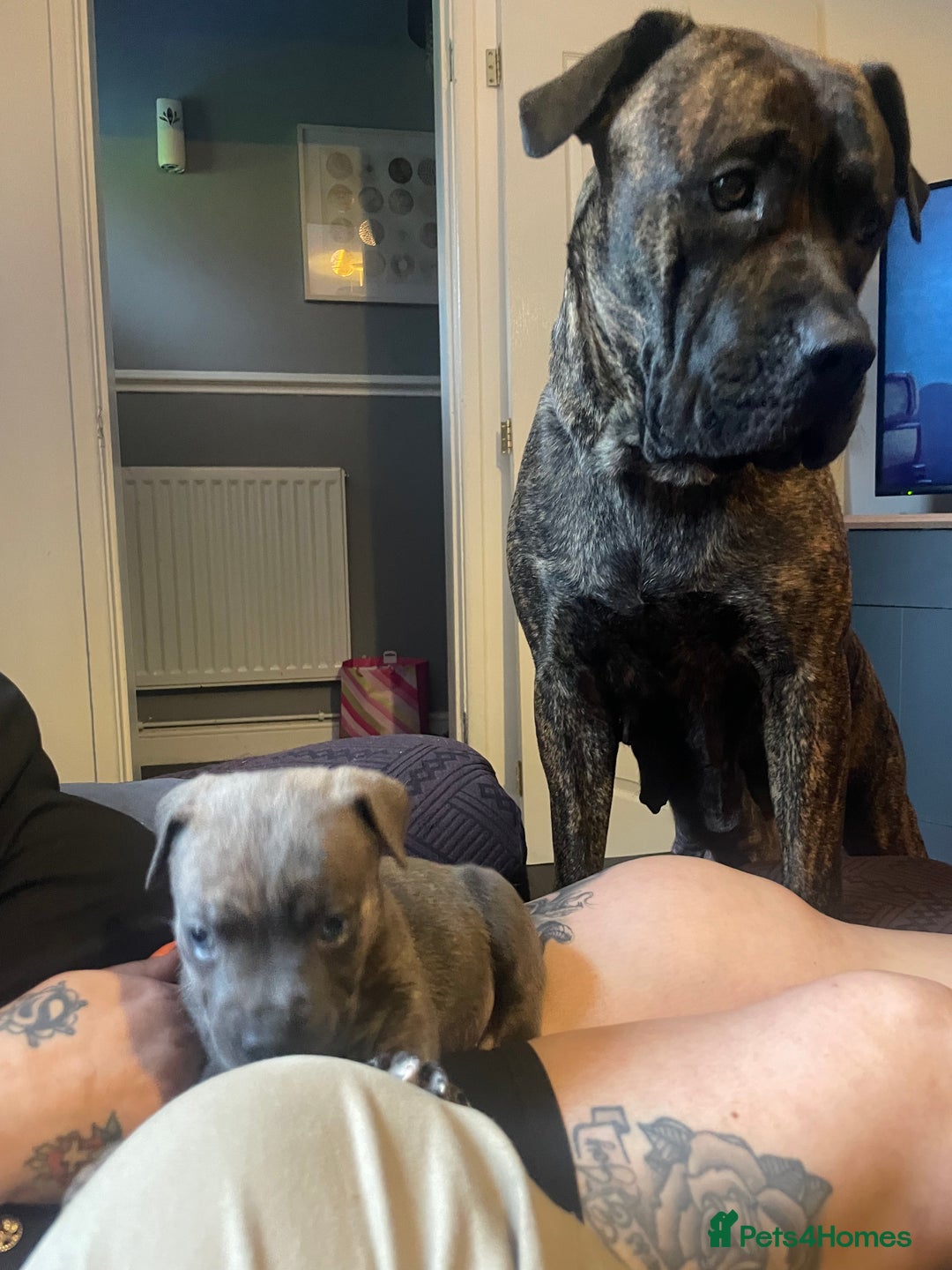 Mixed Breed dogs for sale: Presa Canario x Cane Corso  - Image 15