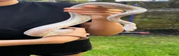 Corn Snake reptiles for sale: Adult corn snake and vivarium  in Rotherham - Advert 1