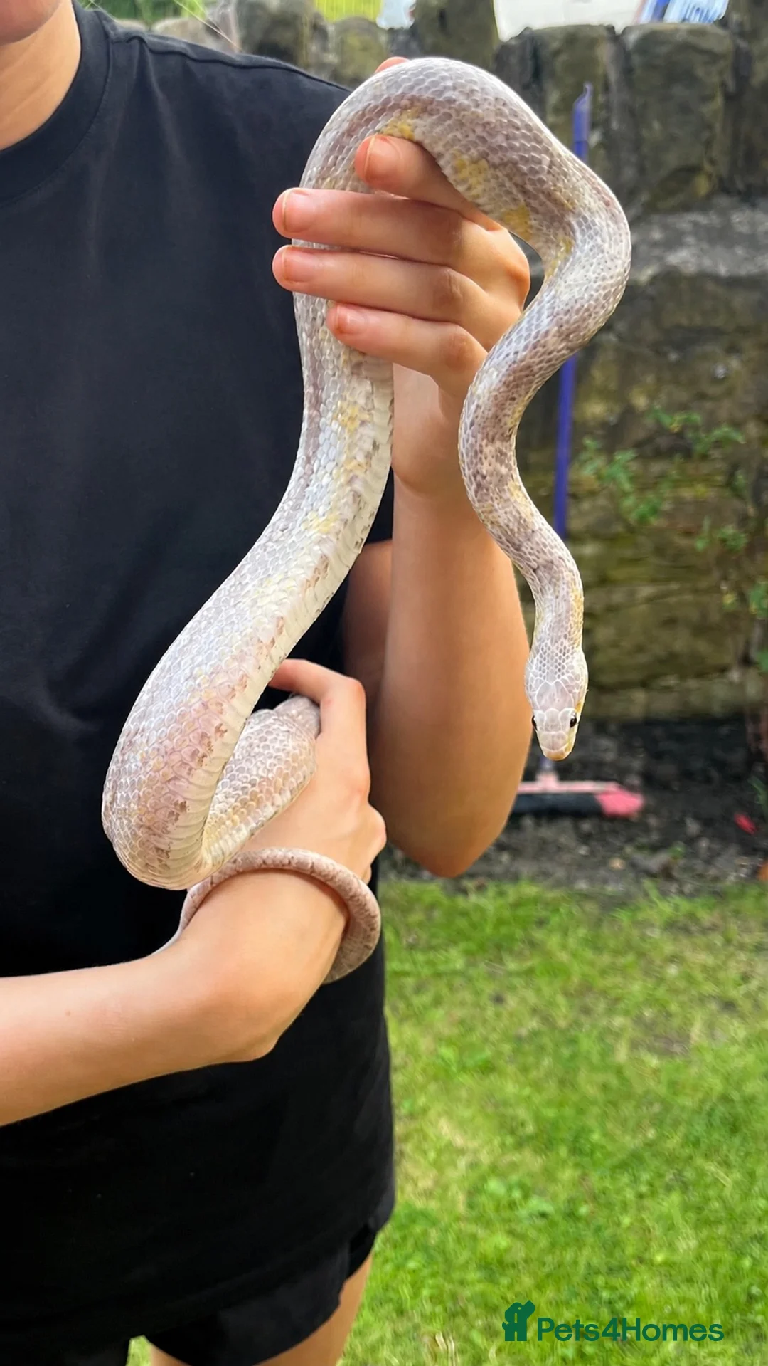 Corn Snake reptiles for sale: Adult corn snake and vivarium  in Rotherham - Advert 1