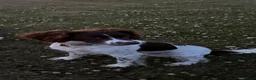 English Springer Spaniel dogs for sale: Milo - Springer Spaniel in Sandbach - Advert 4