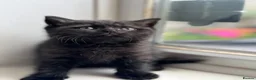 British Shorthair cats for sale: British shorthair kittens  - Advert 9