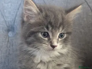 Maine Coon cats Maine coon x Ragdoll kittens - Advert 1