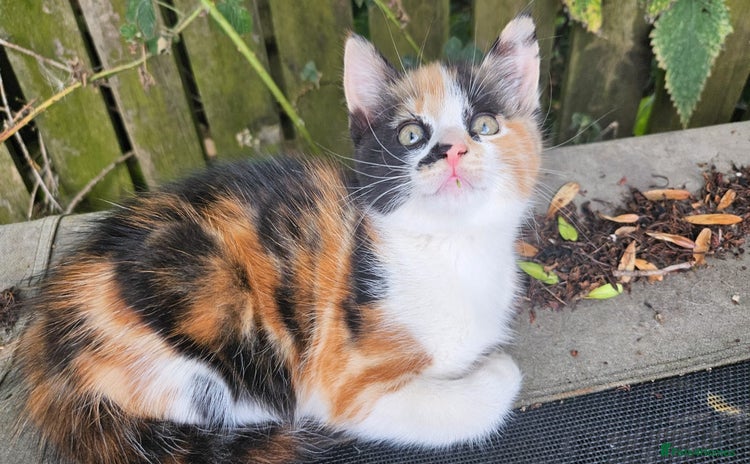 Domestic Shorthair cats - Advert 1