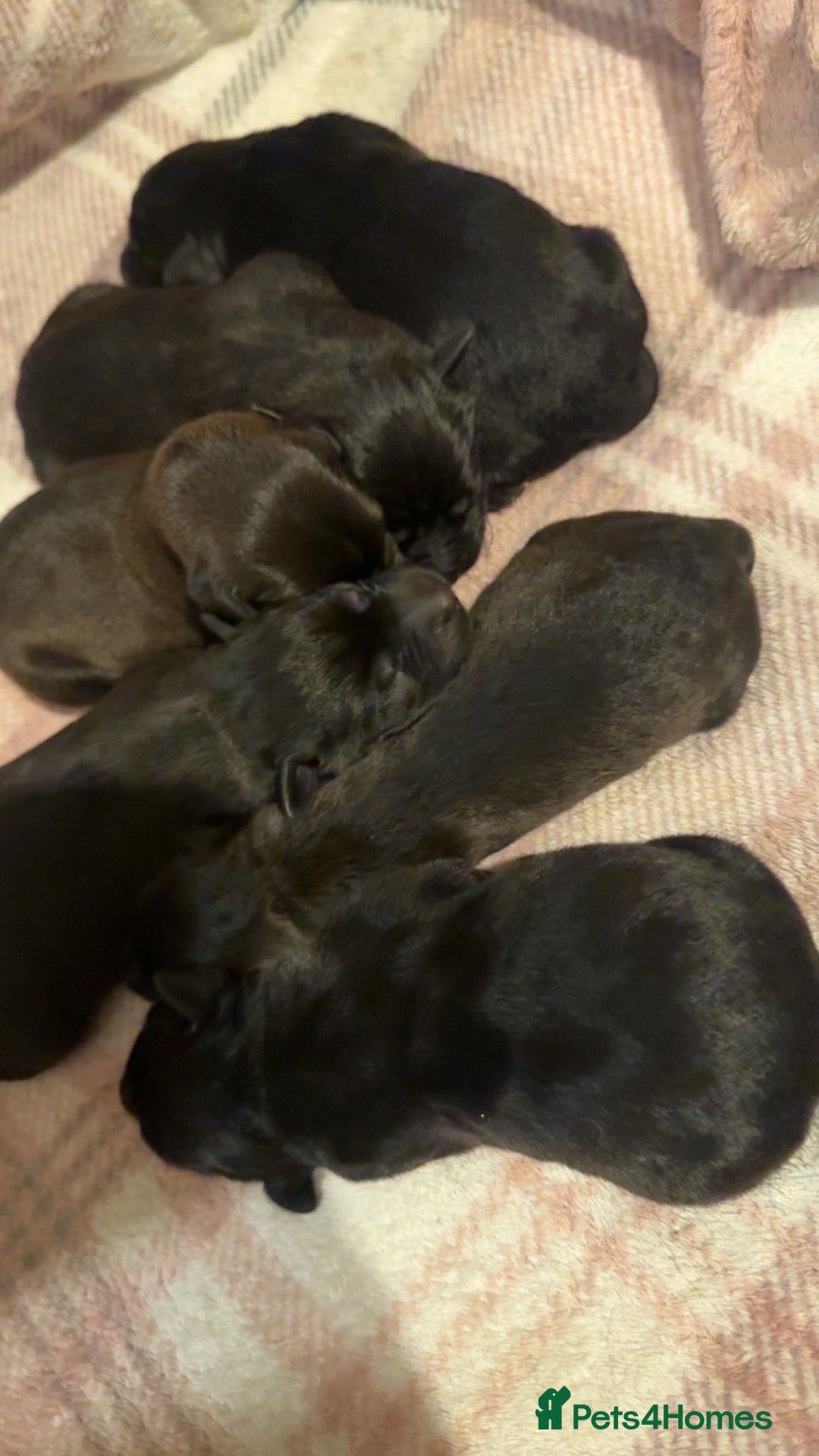 Mixed Breed dogs for sale: Labrador x pups - Advert 1