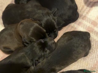 Mixed Breed dogs Labrador x pups - Advert 1