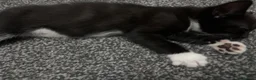 Mixed Breed cats for sale: 4 beautiful kittens, ready today, amazing mix  - Advert 36
