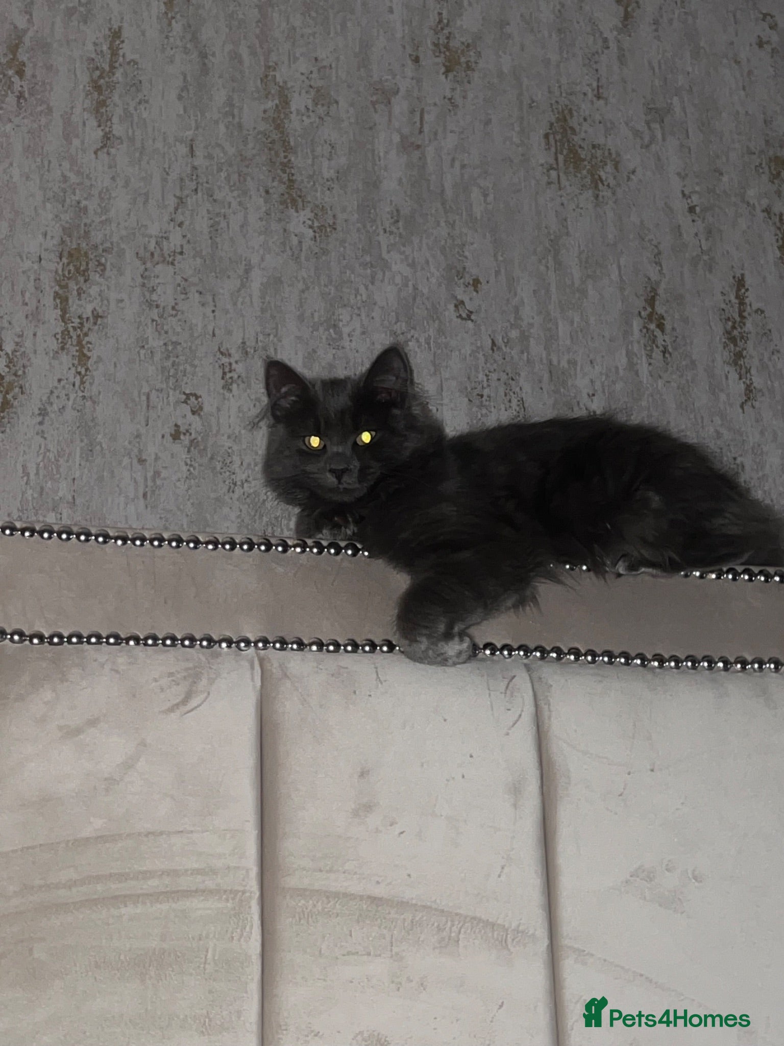 Mixed Breed cats 4 ragdoll/russian blue mixed kittens  - Advert 2