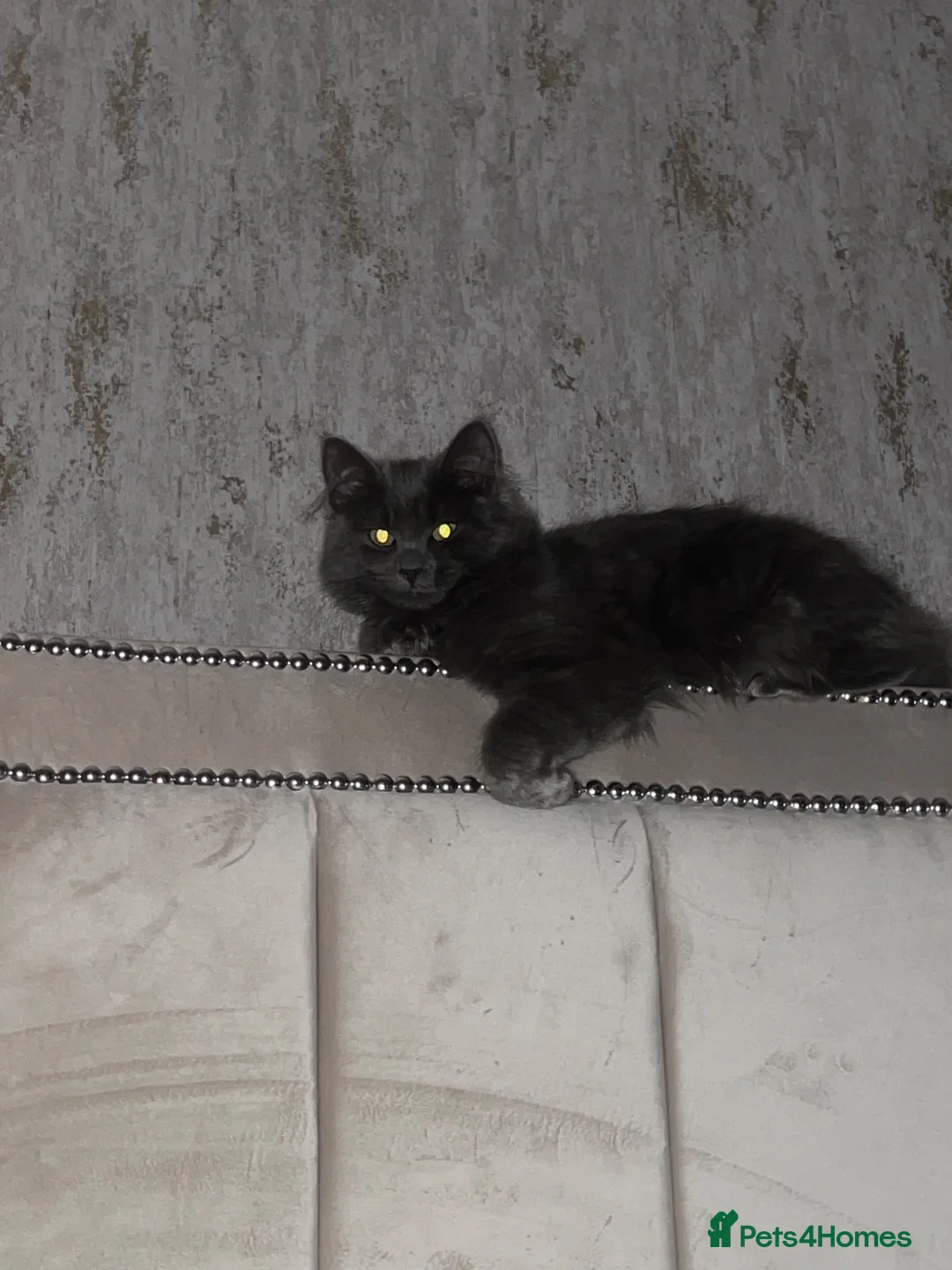 Mixed Breed cats for sale: 4 ragdoll/russian blue mixed kittens  in Warrington - Advert 1
