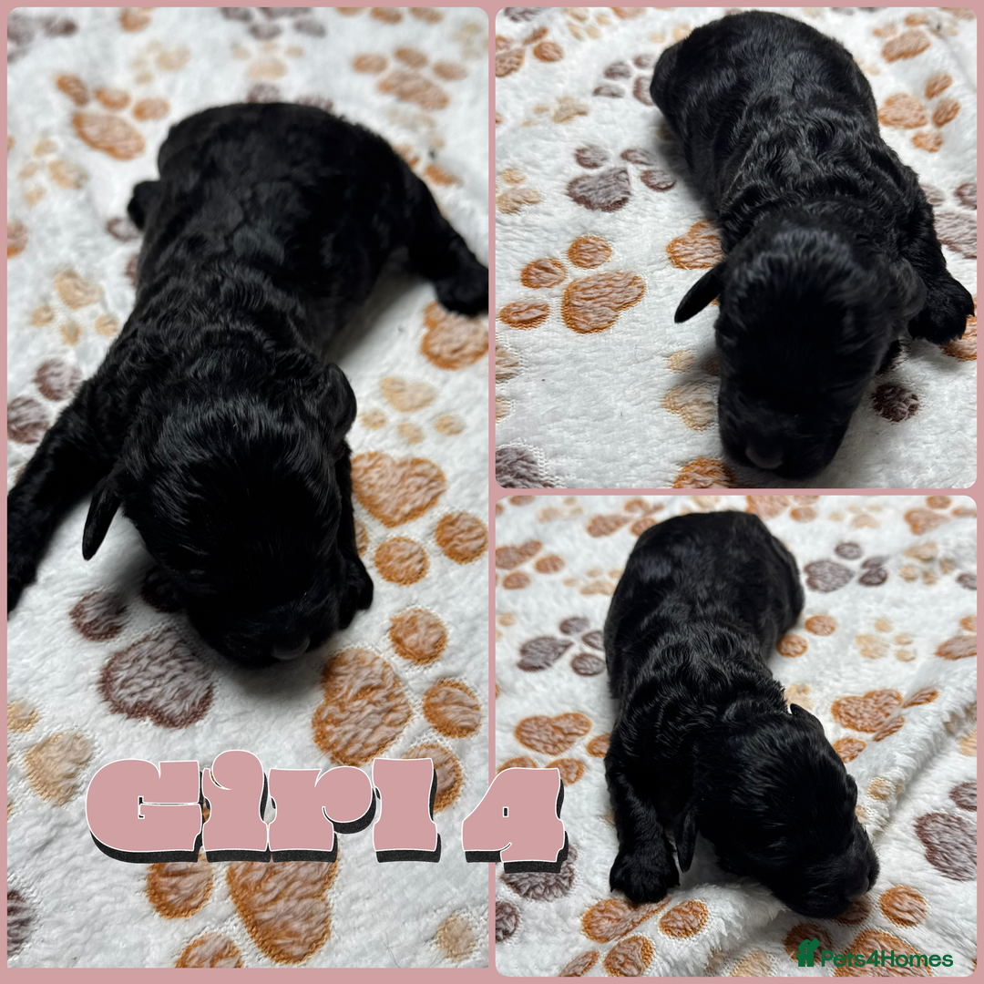 Cockapoo dogs for sale: Beautiful Fully Health Tested Cockapoos - Image 24