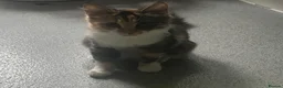 Bengal cats for sale: Beautiful Bengal x female kitten  - Advert 1