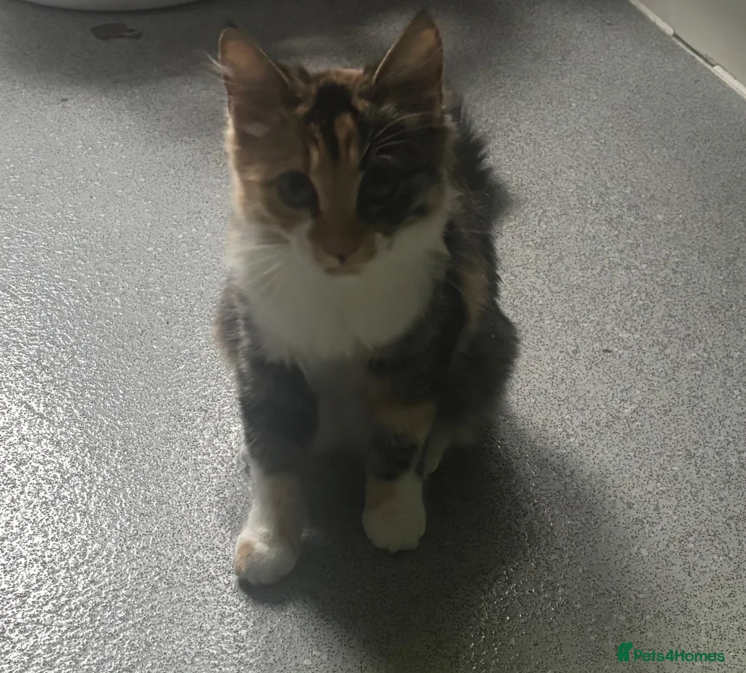Bengal cats for sale: Beautiful Bengal x female kitten  - Advert 1