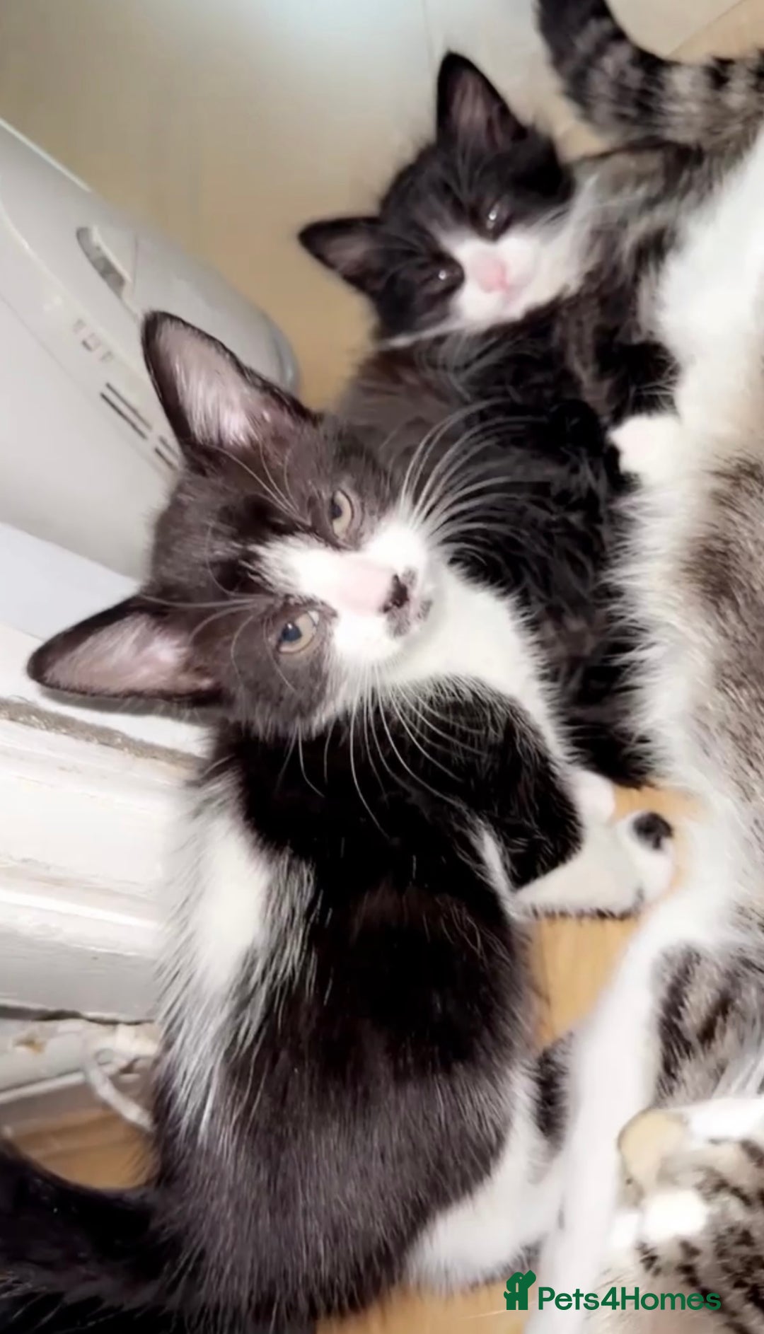 Mixed Breed cats for sale: 5 gorgeous tabby/Mixed breed kittens for sale🐾 - Image 5