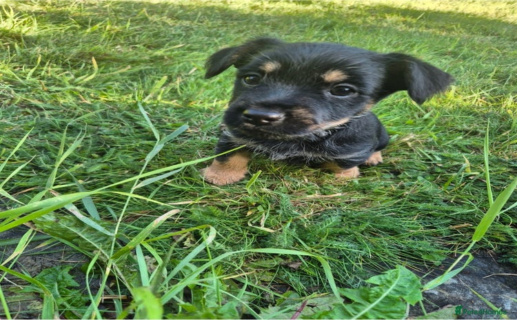 Mixed Breed dogs - Advert 1