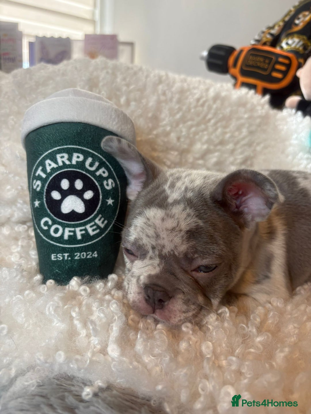 French Bulldog dogs for sale: Stunning Newshade French Bulldog Puppies - Image 19