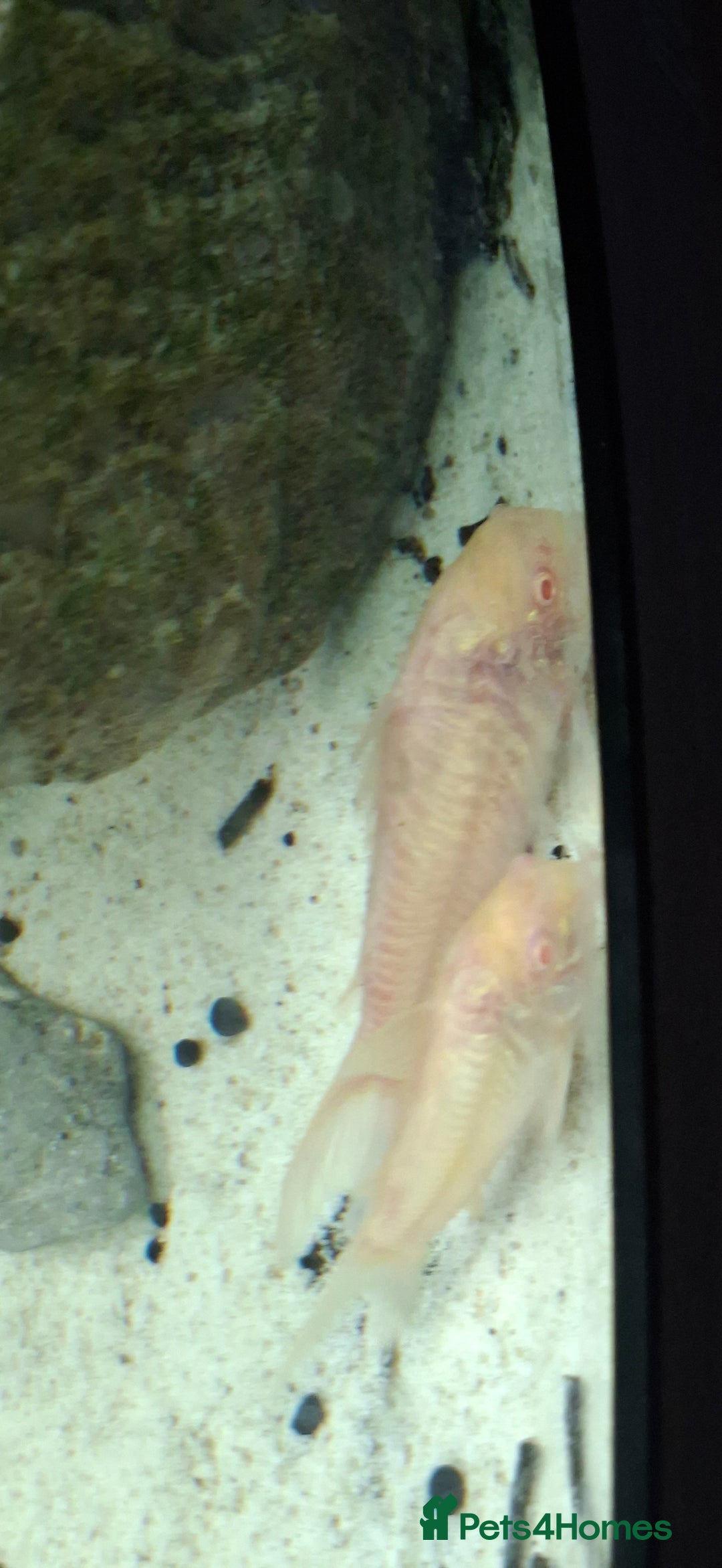 Catfish fish for sale: Catfish  - Advert 11