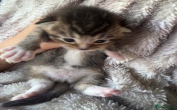 British Shorthair cats for sale: 5 beautiful British shorthair kittens - Image 12