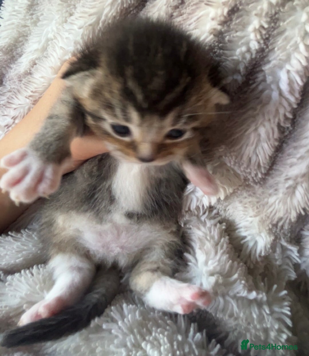 British Shorthair cats for sale: 5 beautiful British shorthair kittens - Image 12